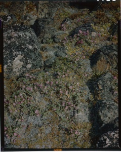 Image of lichen and rock garden