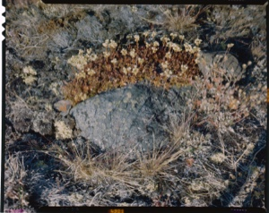 Image of Tundra with lichens on rock.