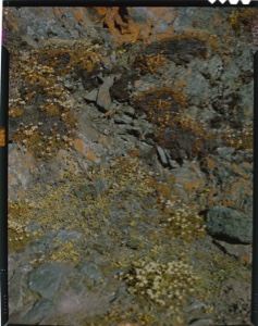 Image of rock garden