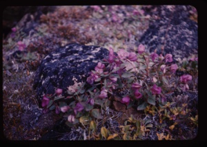 Image: Purply-pink flowers [dwarf fireweed]