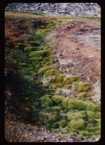 Image of mosses and polar plants, mid summer