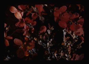 Image: vaccinium uliginosum, biberry, and lichen