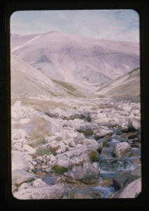 Image of stream, masses, arctic plants