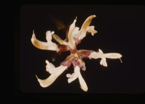 Image: Pedicularia lappanica