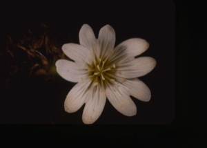 Image: cerastium alpinum