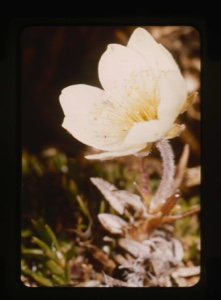 Image: Dryas integrifolia