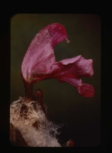 Image of pedicularia lapponica