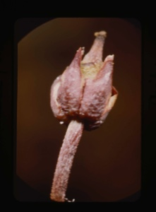 Image: harrimanella hypnoides, moss