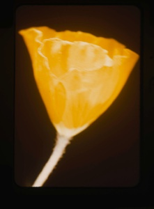 Image of papaver radicatum