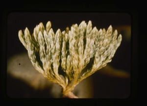 Image: lycopodium selago