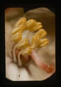 Image: pyrola grandiflora, stamens and pistil