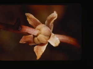 Image: pyrola grandiflora