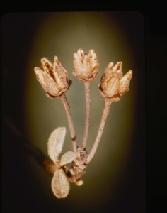 Image of seed pods