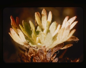 Image: leaf rosette