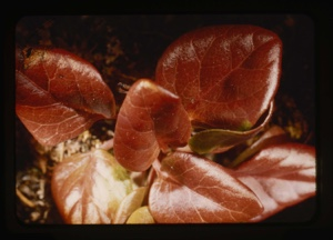 Image: copper-colored leaves