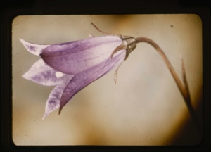 Image of campanula uliginosum, harebell