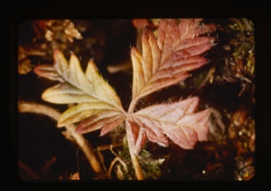Image of leaves, fall color