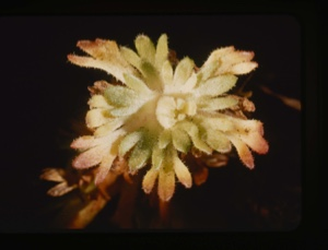 Image: green rosette