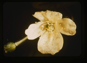 Image of white flower, greenish highlight
