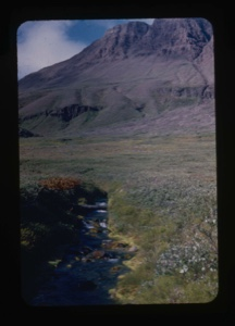 Image of arctic plants, stream