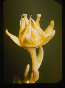 Image of saxifraga aizoides