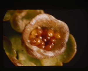 Image of chrysosplenium tetrandrum seeds