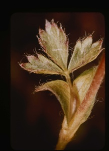 Image of Ranuculus, leaf