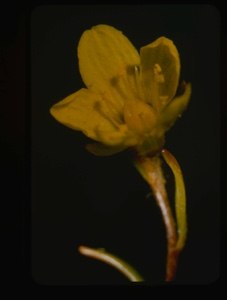 Image of saxifraga aizoides