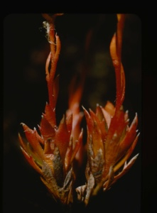 Image: saxifraga tricuspidata