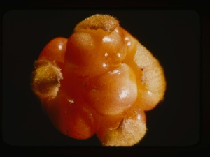 Image: Rubus chamaemorus, baked-apple berry