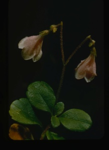Image: Lennaea borealis, twin flower