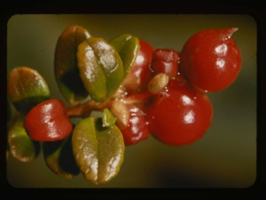 Image: vaccinium vitis-idaea