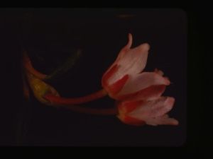 Image of andromeda polifolia, bog rosemary