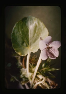 Image of viola palustris