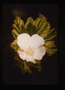 Image of diapensia lapponica [probably not]