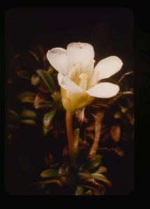 Image of diapensia lapponica