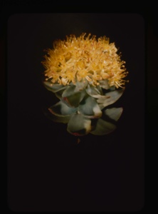 Image of sedum roseum, roseroot