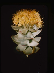 Image: Sedum Roseum Roseroot [Rhodiola rosea]
