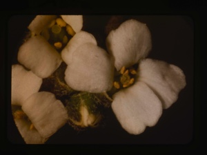 Image: draba fladinizensis, white whitlow grass