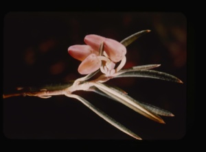 Image: andromeda polifolia, bog roseum