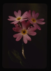 Image: primula farinosa, bird's eye primrose