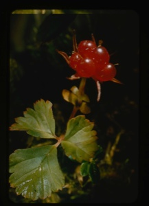 Image of Rubus arctica, Labrador strawberry