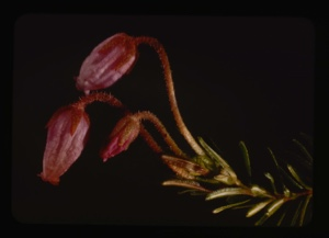 Image: phyllodoce caerulea