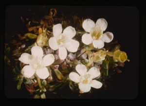 Image: lorseluria procumbens, alpine azalea [no - Diapensia lapponica]