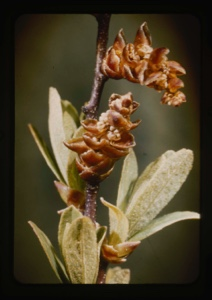 Image of myrica gale, stamen flowers