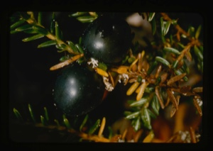 Image of empetrum nigrum, black crowberry