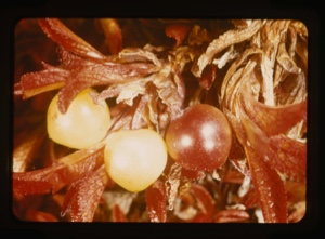 Image of berries, fall foliage
