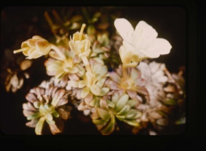 Image: lorseluria procumbens, alpine azalea