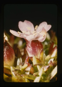 Image: pink flower