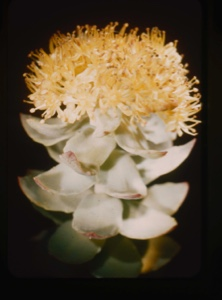 Image of sedum roseum